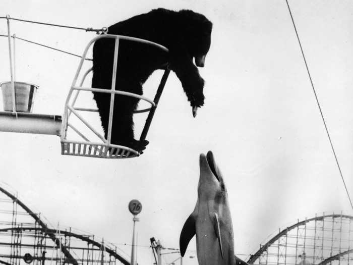 Sea creatures like dolphins were also frequently exhibited at amusement parks.