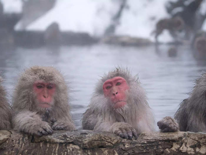 The Japanese macaques, also known as snow monkeys, were found to have increased levels of radiation after the Fukushima disaster.