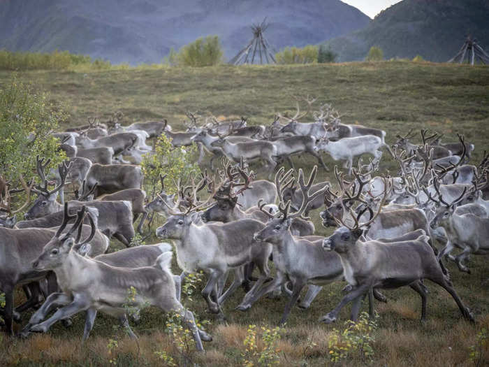 Reindeer as far away as Norway have also been impacted by the meltdown at  Chernobyl.