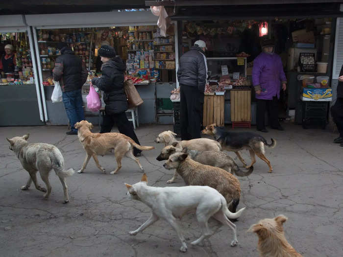 The packs of wild dogs surrounding Chernobyl have also been impacted by the meltdown.