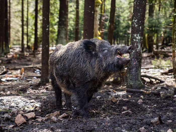 Wild boars in Bavaria, Germany, are still being found with radioactive elements in their bodies.