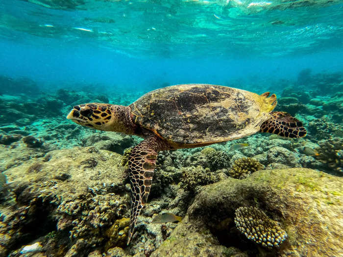 Sea turtles in the area by Enewetak Atoll have been found to have traces of radiation in their shells.