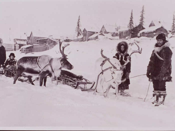 1900: Reindeer have been inextricably linked with the Arctic and those that live in and around it for thousands of years.