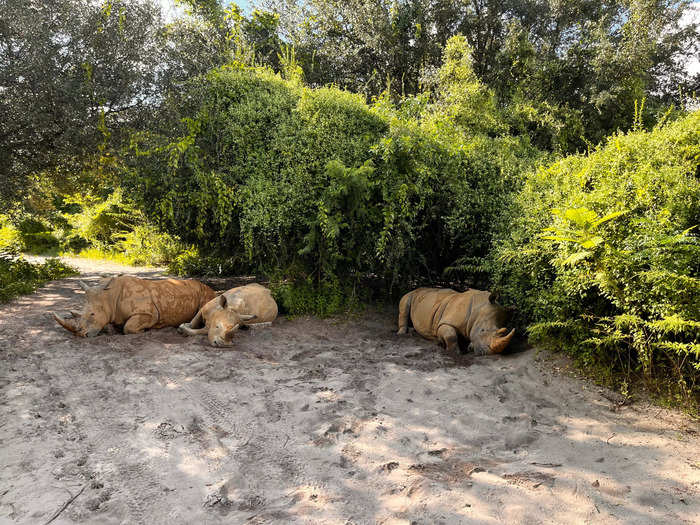 Toward the end of the tour, we had the opportunity to see rhinos up close.