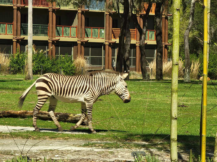 The savanna view at Animal Kingdom Lodge never gets old.