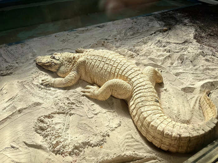 Gatorland also has rare alligators. 