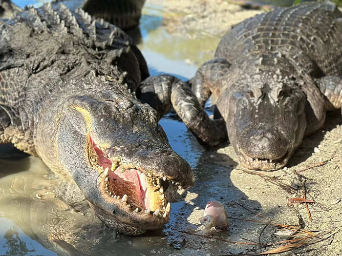 Adventurous guests can get up close and personal with large alligators.