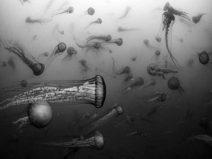 First place, Underwater Life: "Phantoms Adrift" by Russell Laman