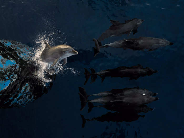 First place, Oceans: "Rangiroa Gang" by Estebane Rezkallah