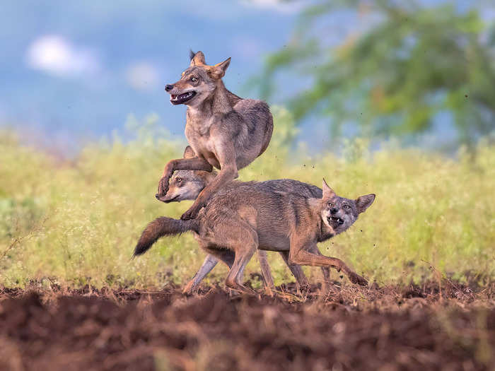 First place, Mammals: "Wolf Trinity" by Siddhartha Ghosh