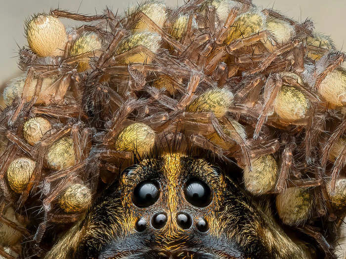 First place, Insects and Arachnids: "Wolf Spider Mama" by Benjamin Salb