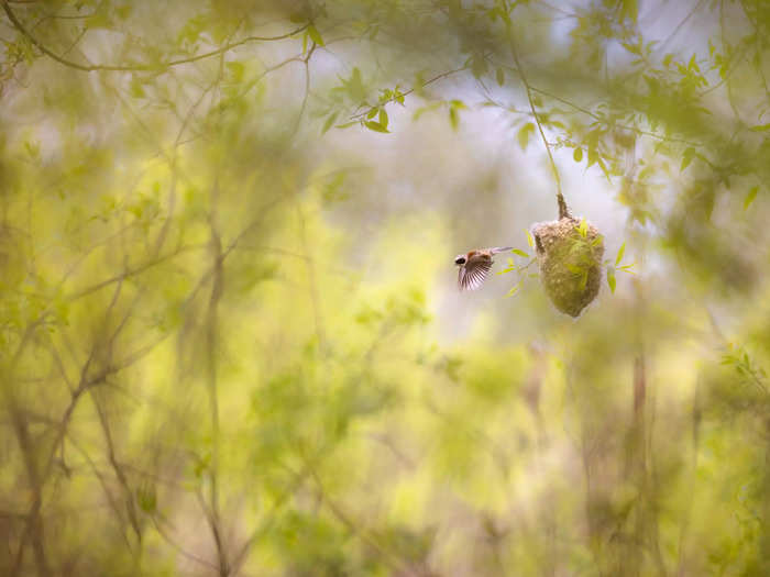 First place, Birds: "Busy Builder" by Grzegorz Długosz