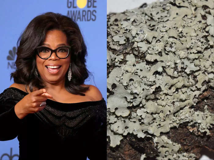 Oprah Winfrey and the Hypotrachyna oprah lichen