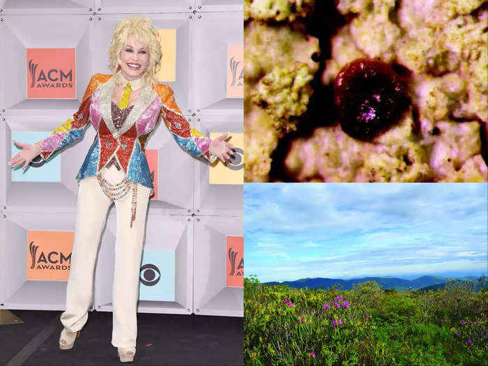 Dolly Parton and the Japewiella dollypartoniana lichen