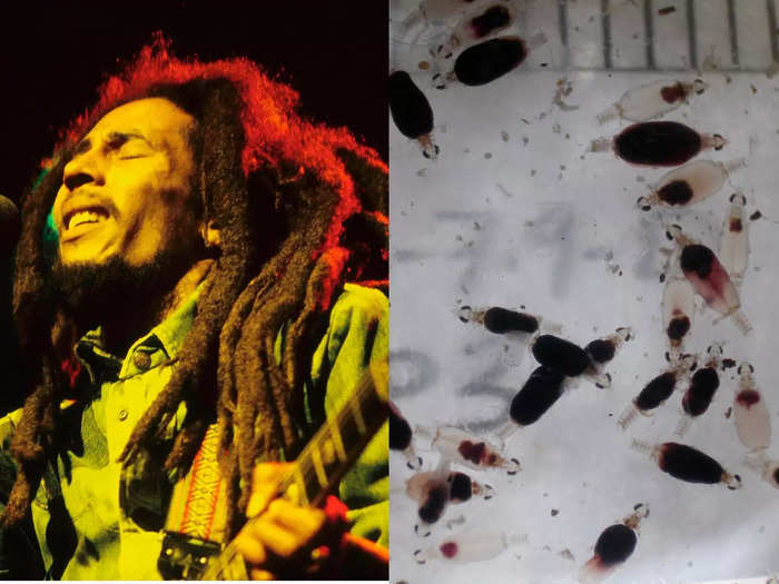 Bob Marley and the Gnathia marleyi crustacean