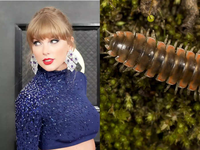 Taylor Swift and the Nannaria swiftae millipede