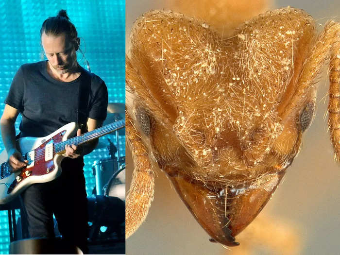 Radiohead and the Sericomyrmex radioheadi ant