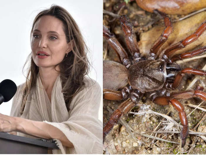 Angelina Jolie and the Aptostichus angelinajolieae spider