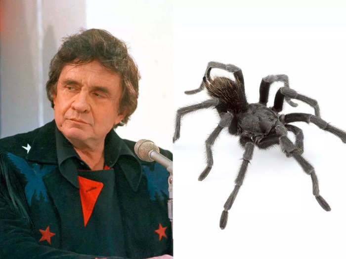 Johnny Cash and the Aphonopelma johnnycashi tarantula