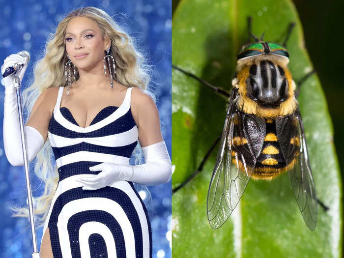 Beyoncé and the Scaptia (Plinthina) beyonceae bee-like horse fly