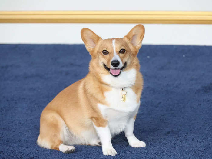 Finally, Ziggy the Corgi, a dog popular on social media, stole the show.