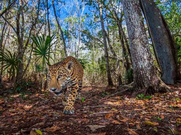 First place, Portfolio: "Balam, the Endangered King of the Mayan Jungle" by Fernando Constantino Martínez Belmar