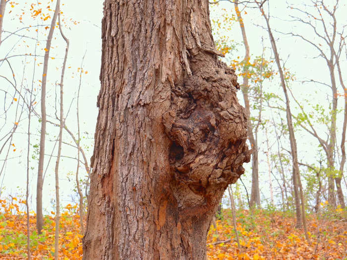 He also showed me the burls growing on some of the trees and said artists often carve them into bowls.