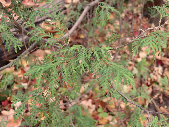 He crushed a few cedar leaves in his hands, releasing a fresh, woody smell.