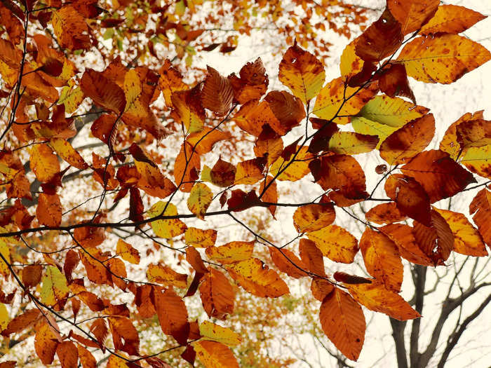 An avid outdoorsman, my dad pointed out the names of the trees we passed along the way.