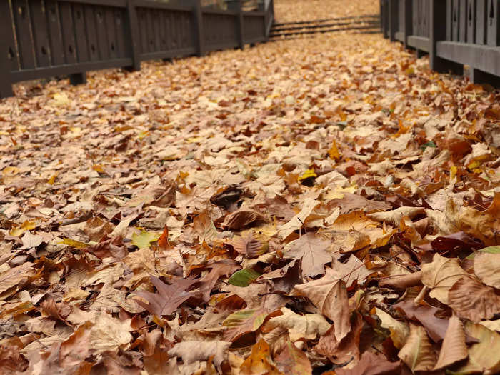 A carpet of orange and yellow leaves covered the first bridge.