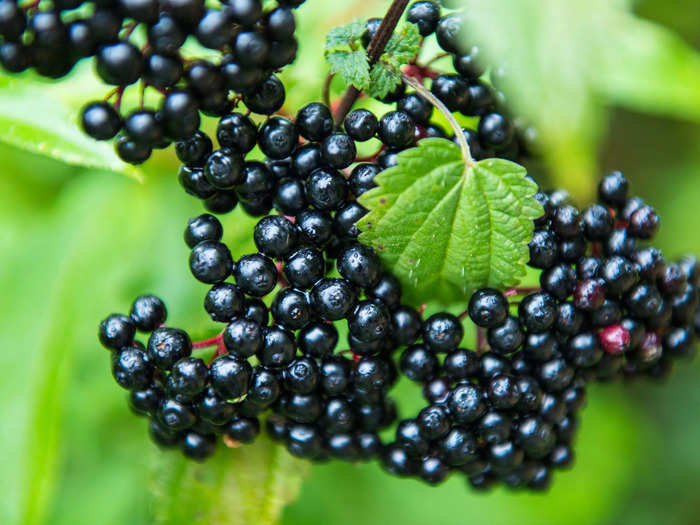 Elderberries are deceptively innocent-looking.