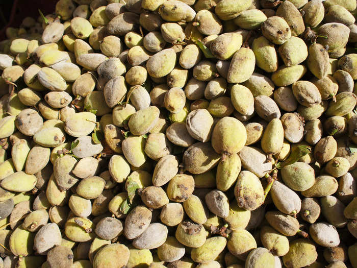 Green almonds or cashews are a no-no.