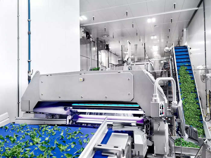 The leafy greens go through an optical sorter for a second quality-control check.