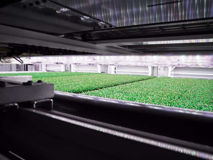 The seeded trays then travel by conveyor belt to a room where intense growth occurs under proprietary LED lighting. 