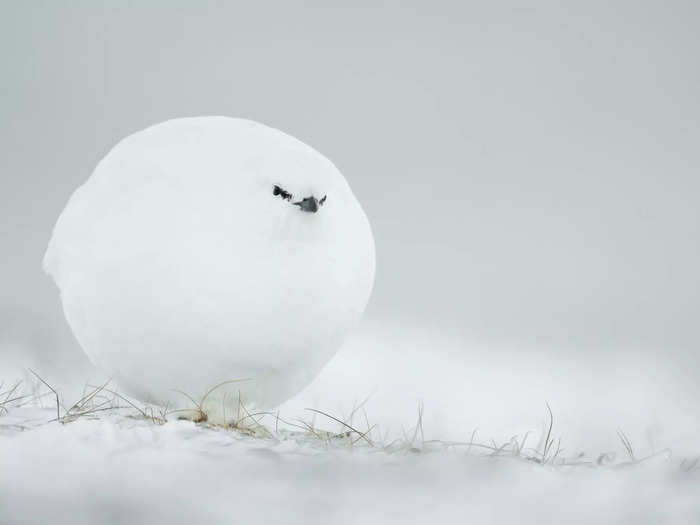 Highly Commended: "Snowball" by Jacques Poulard