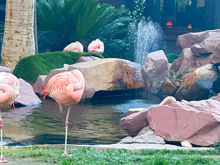 Animal lovers should visit the Flamingo Wildlife Habitat.