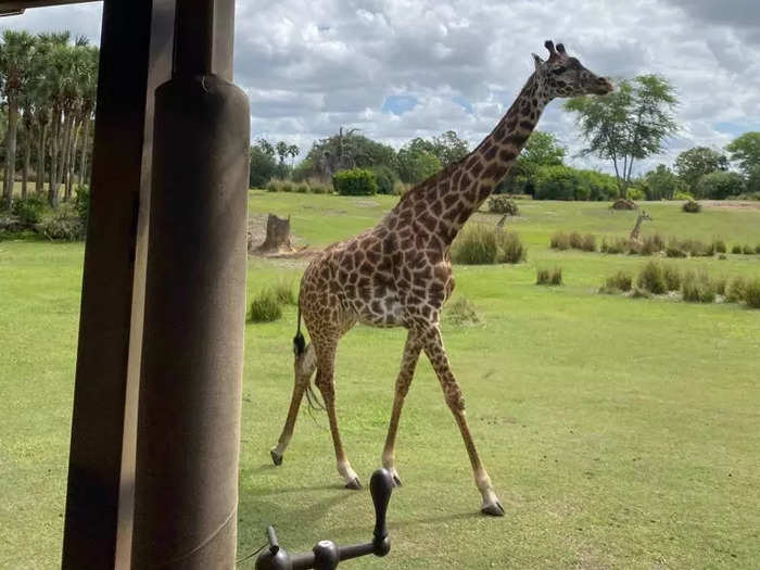 Kilimanjaro Safaris is also an absolute must. 