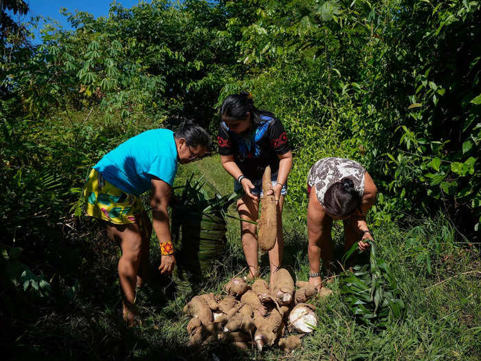 They also gather and grind cassava — a root native to South America — into flour by hand. 