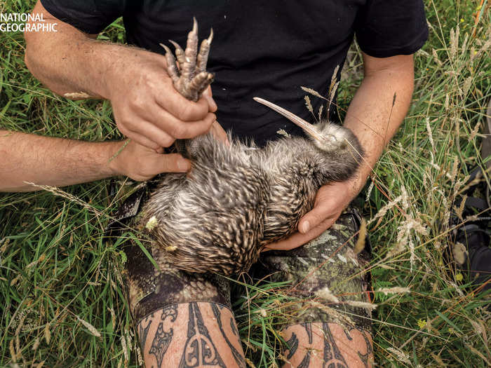 Field specialists in New Zealand examined a North Island brown kiwi in this photo by Robin Hammond.