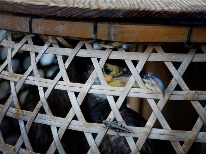 Cormorants are put on the boats in large bamboo baskets and taken to the river to begin their day. 