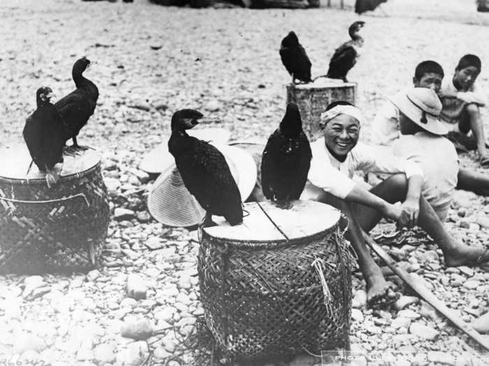 The practice of cormorant fishing hasn