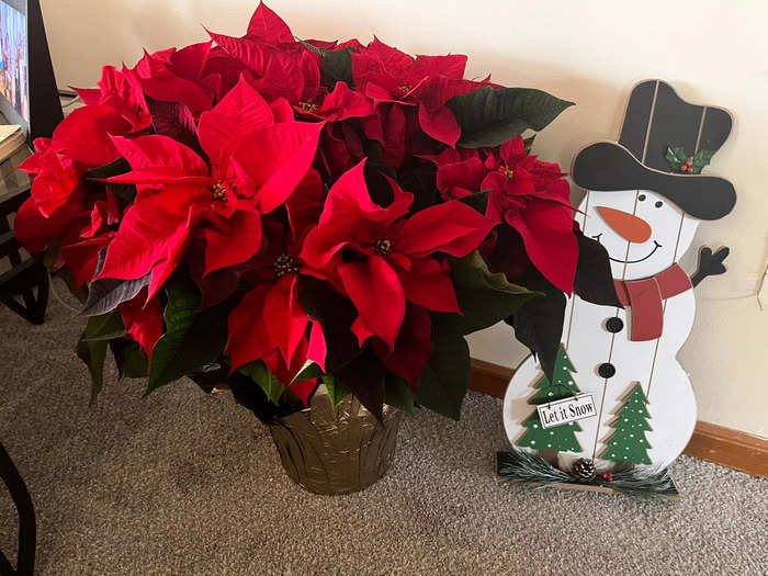 The poinsettias at Costco were massive. 