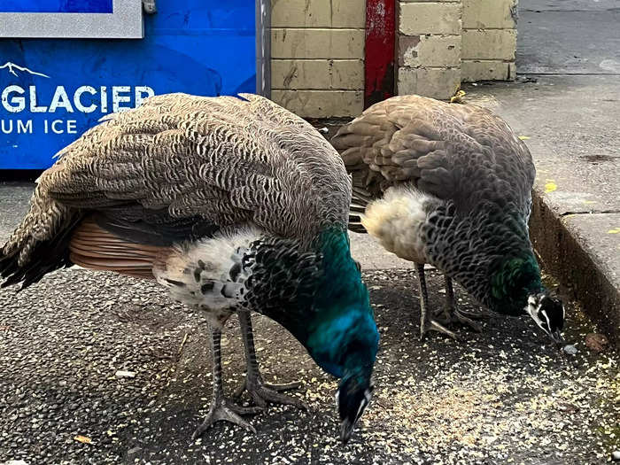 Peacocks roam freely about the town. 