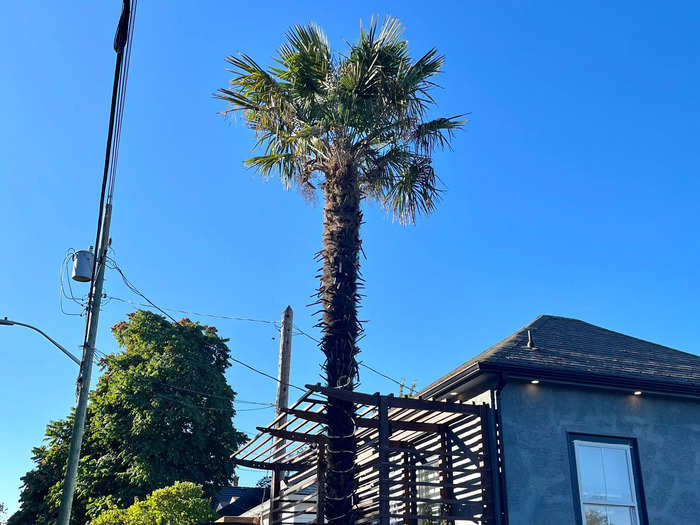 Believe it or not, there are palm trees in Victoria. 