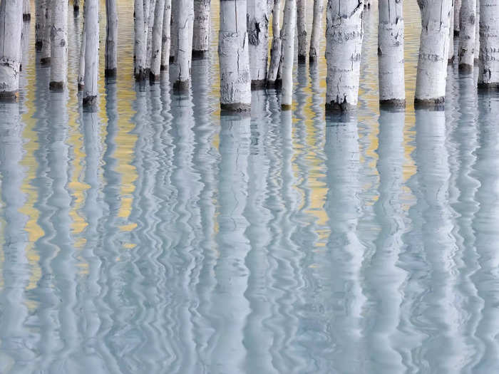 He photographed the rippled reflections of tree trunks in Alberta