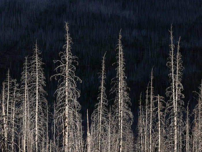 His photos focus on the silhouettes of trees in the mountains of Alberta, Canada.