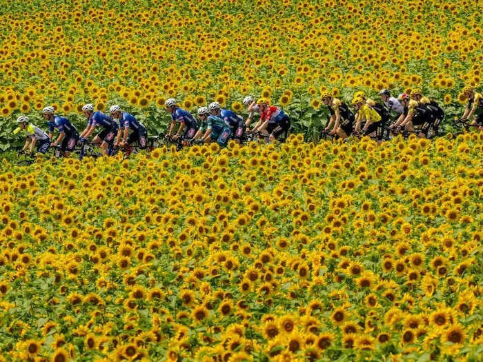 Tour de France competitors ride through a sunflower field on July 8 in Limoges, France.