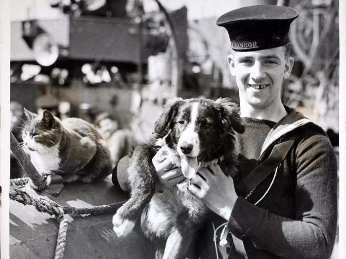 Dogs often served alongside cats on Navy ships