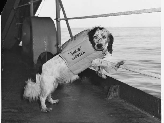Some dogs were specifically bred to be helpful on the water