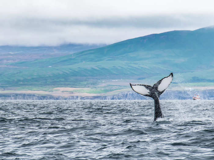 The whale watching in Húsavík is unreal.